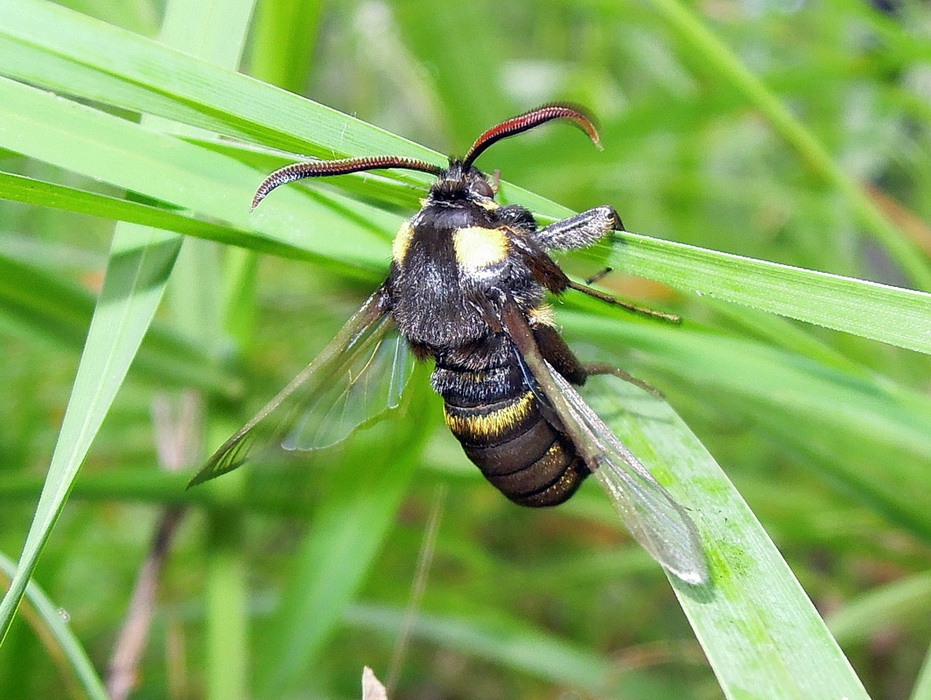 Sesia apiformis